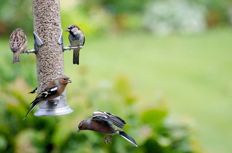 low flying chaffinch