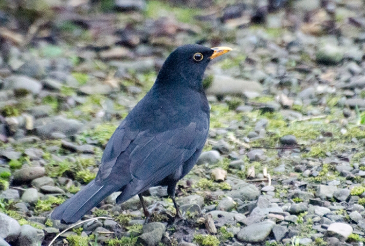 blackbird below
