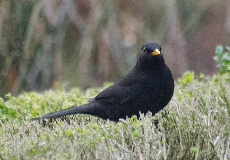 blackbird on hedge
