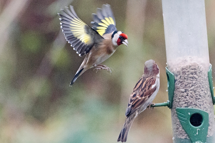 goldfinch and sparrow