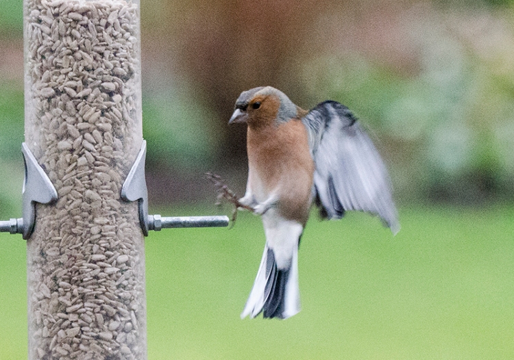 just flying chaffinch