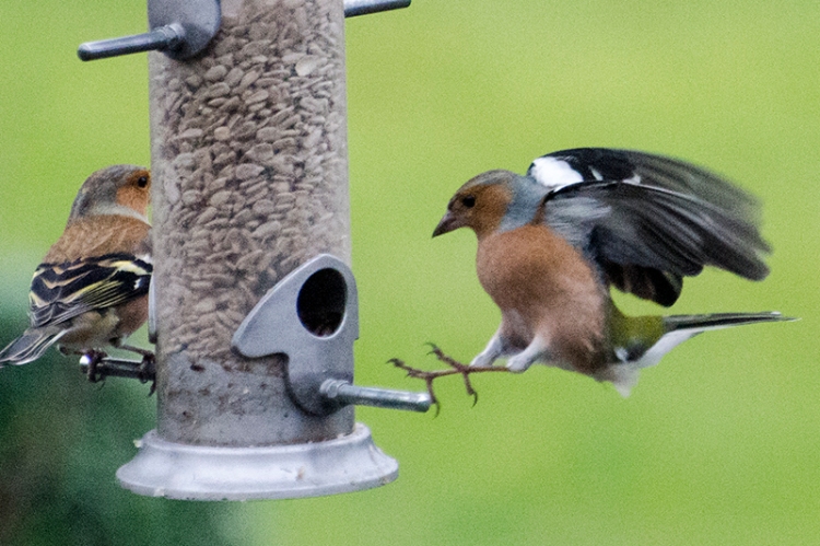 chaffinches landing