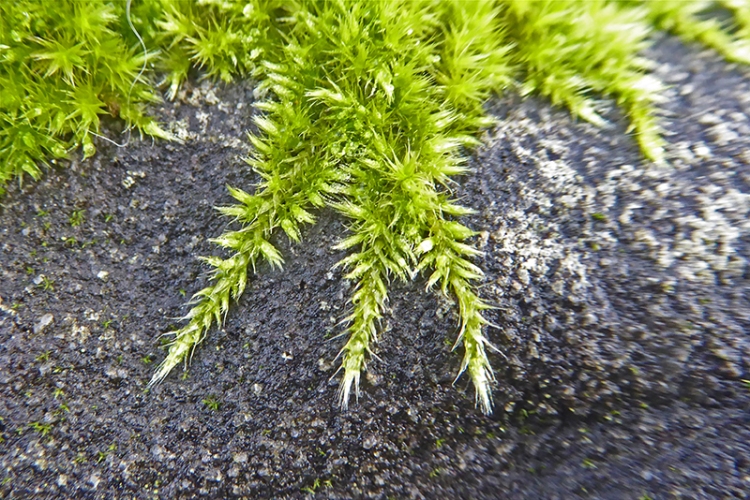 moss stretching hand