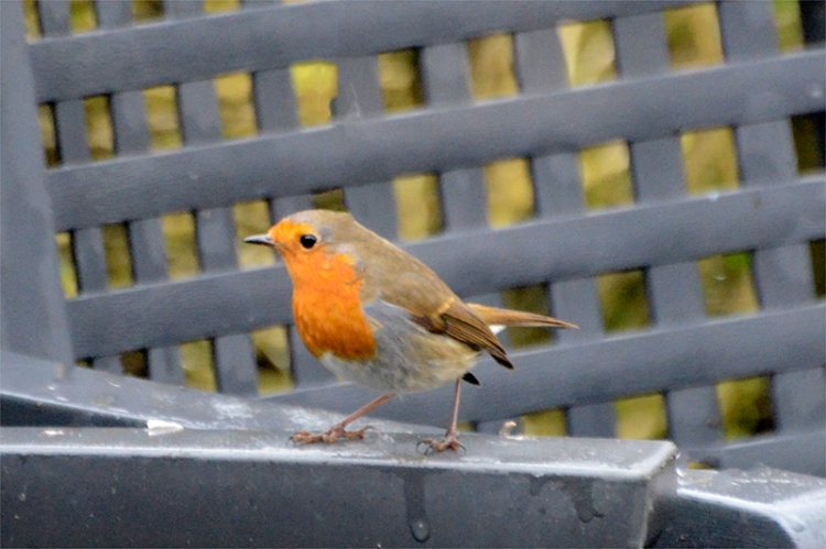 robin on arm of chair