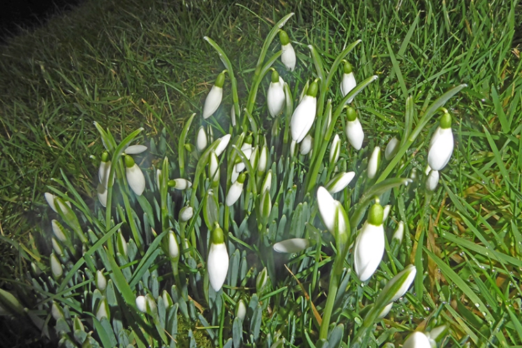 snowdrops by dam