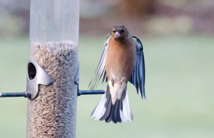 straight up chaffinch