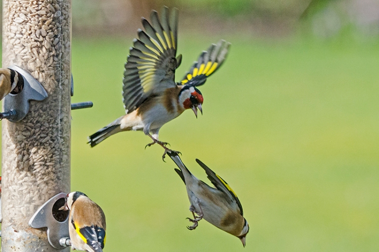 goldfinches squabbling