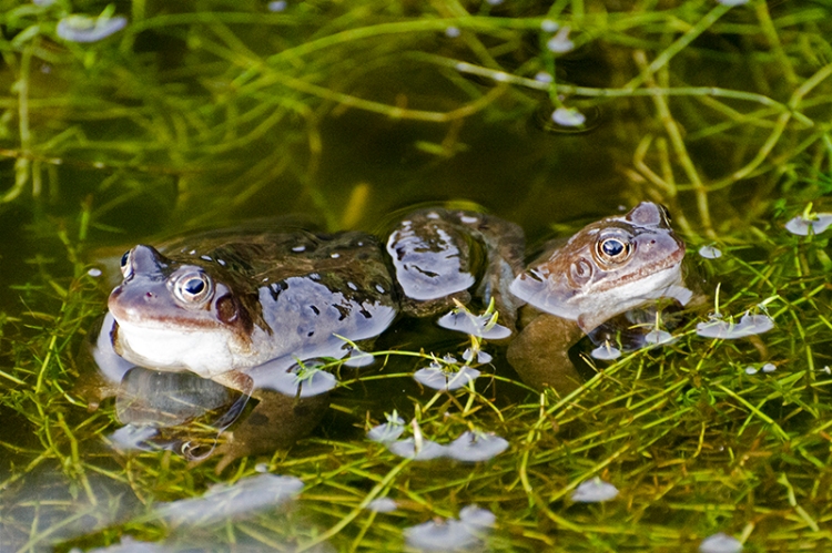 two frogs in pond