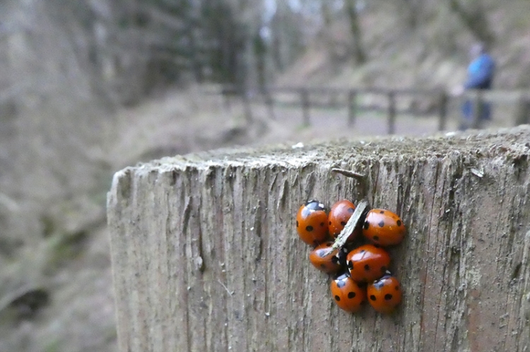 clump of ladybirds