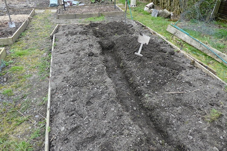 trench in potato bed
