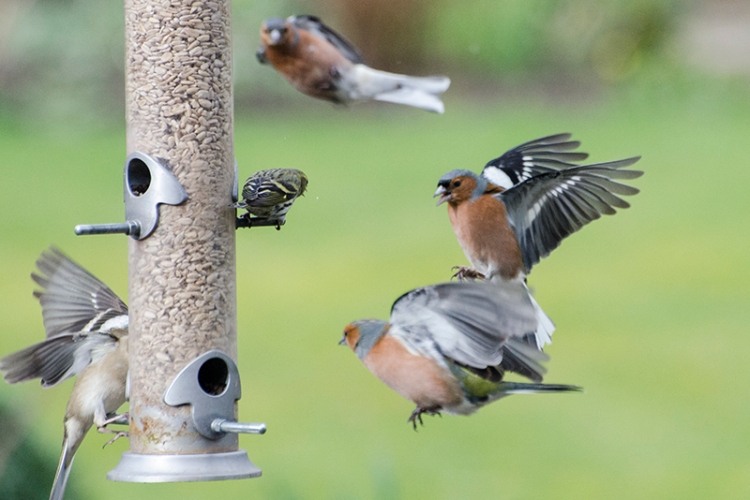 two chaffinches incoming