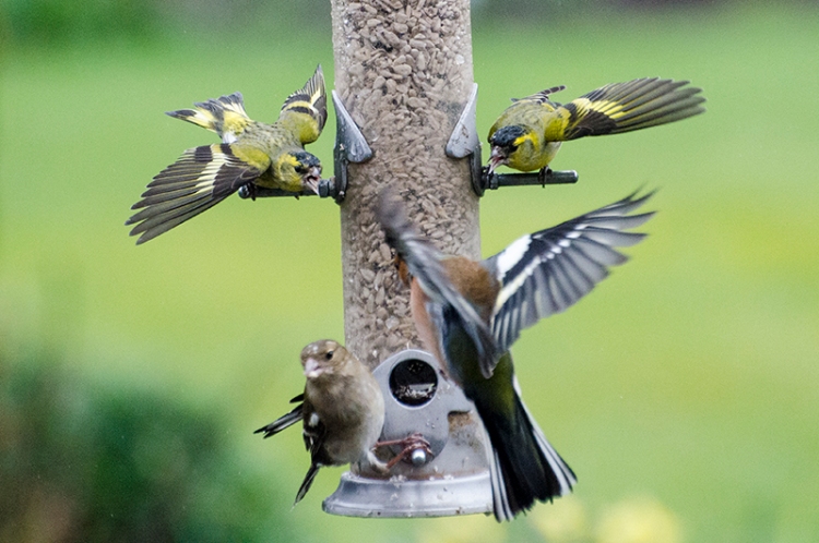 two siskins shout at a chaffinch