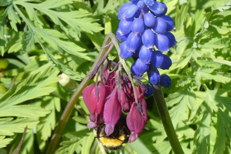 bee on dicentra
