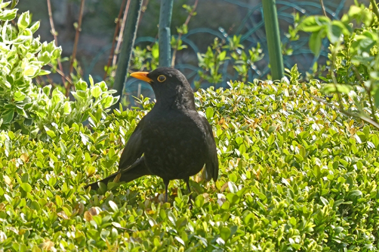 blackbird sunning on hedge