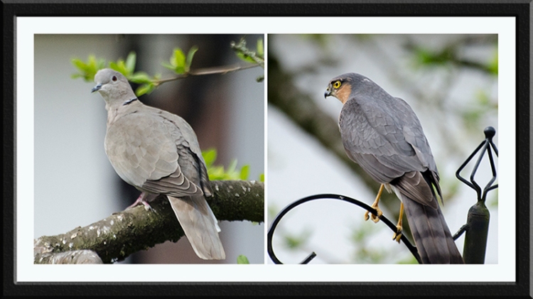 collared dove and sparrowhawk panel