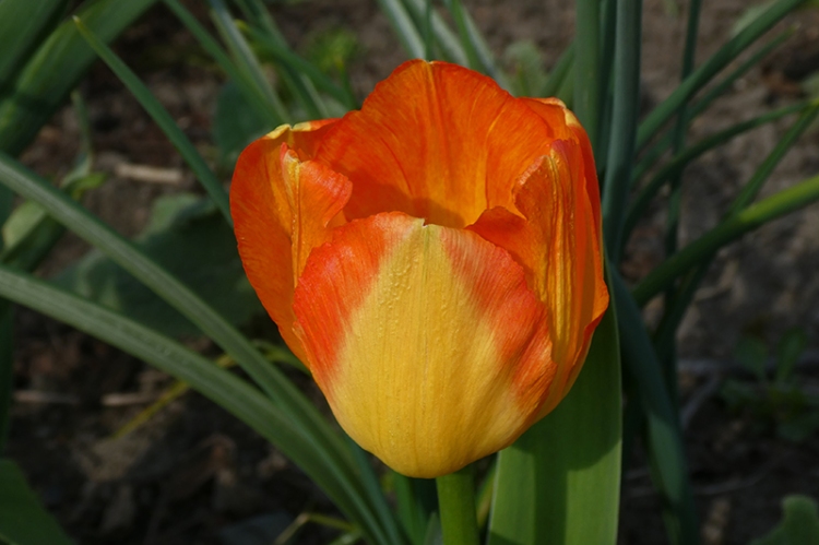 lovely tulip