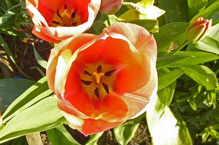 mustic tulip heart