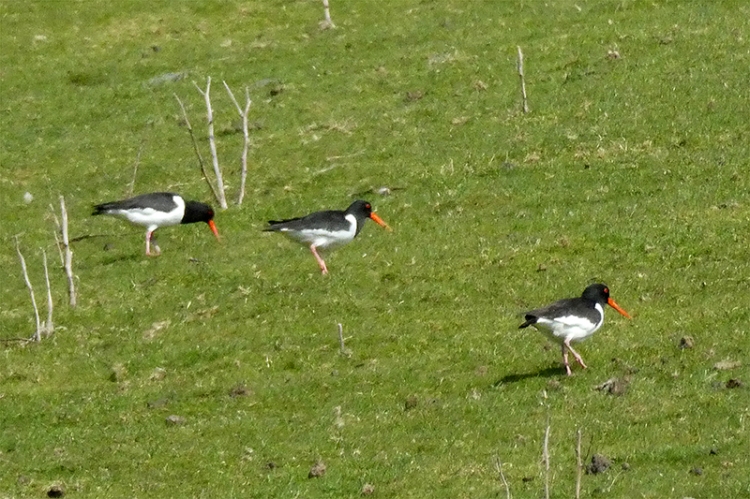 oyster catchers St Mary's Loch