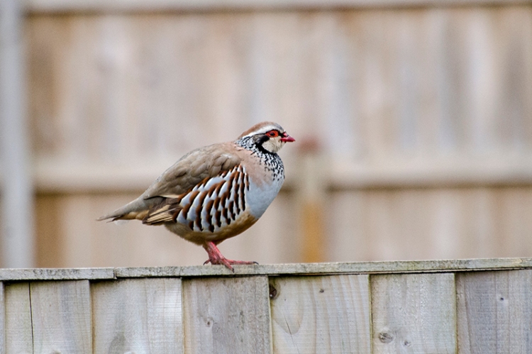 partridge on the fence