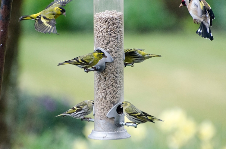 siskins and goldfinch