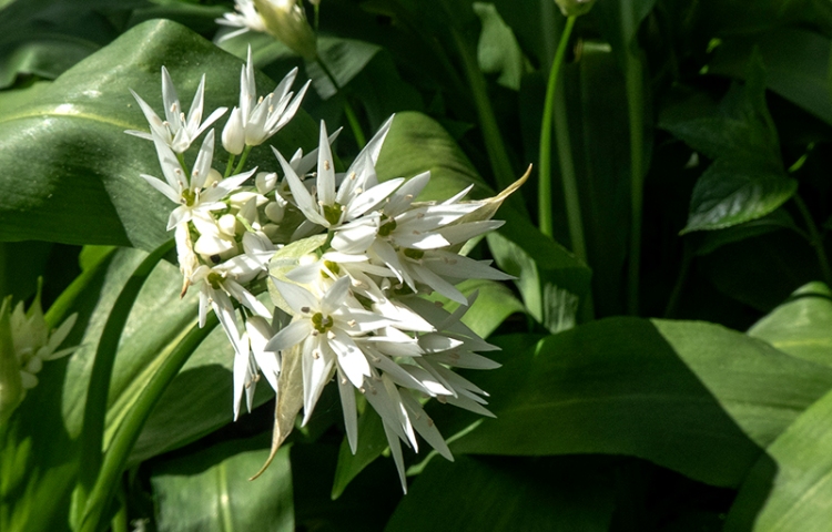 wild garlic april