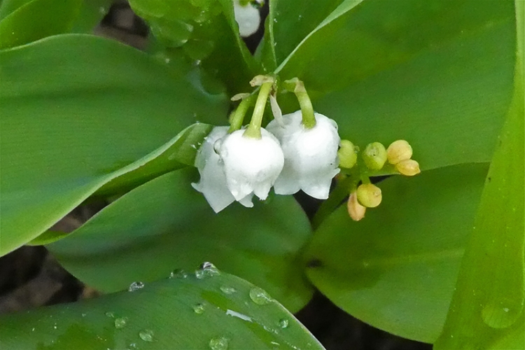 lily of the valley weeping