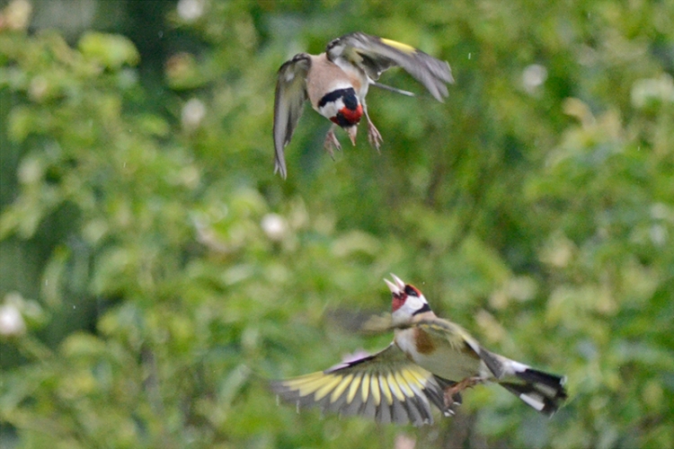 goldfinch aerial combat