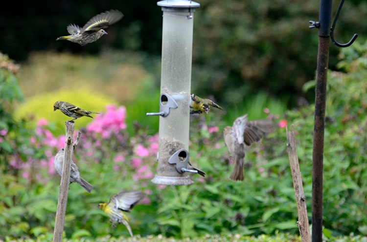 busy feeder from outside
