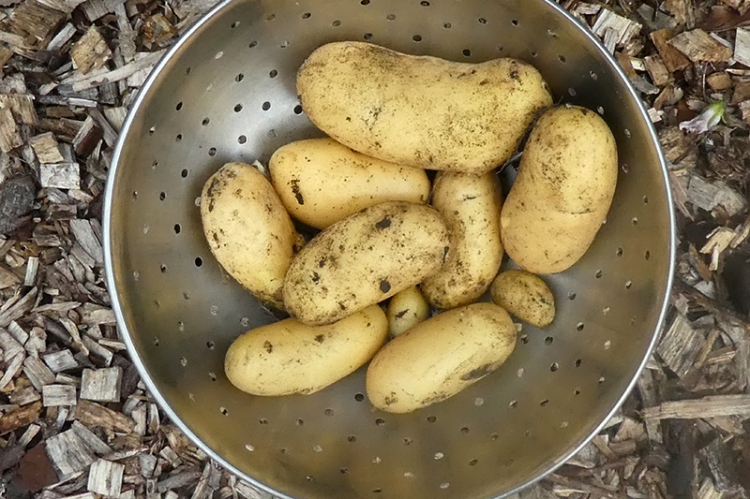 new potatoes 2019