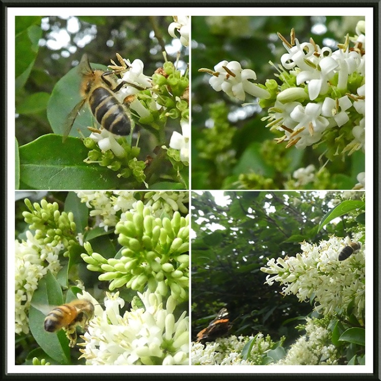 privet with bees