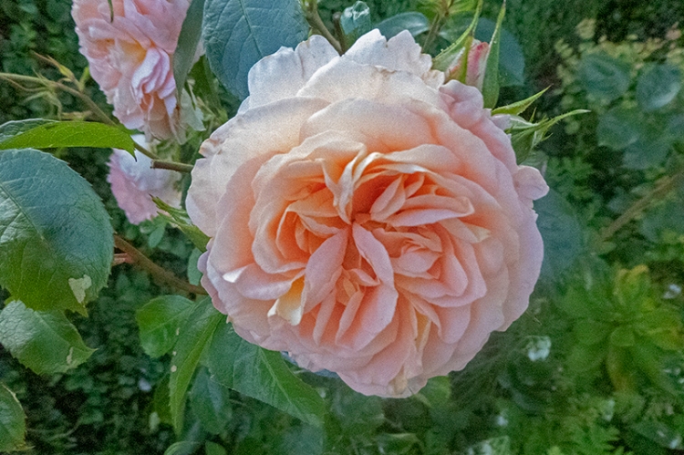 rose Wren