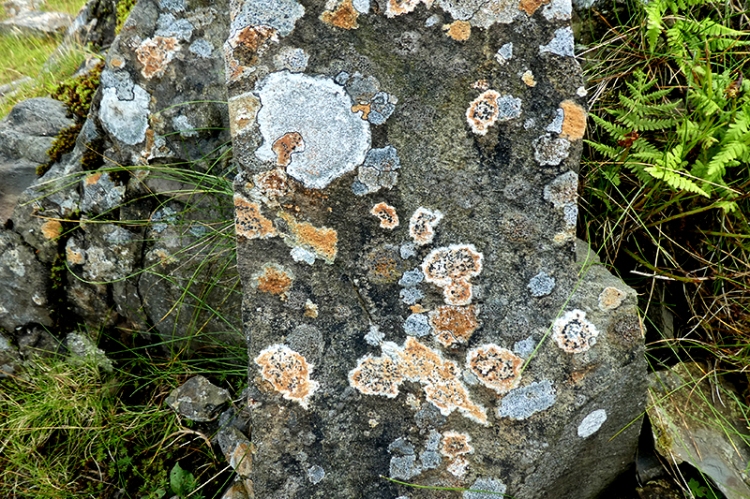 Boyken burn lichen