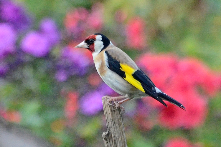 goldfinch perching