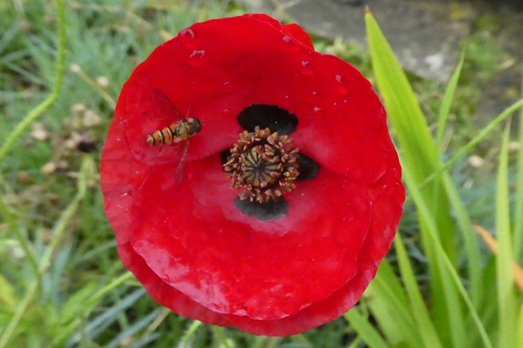 poppy with hoverfly