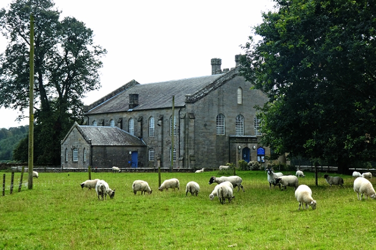 sheep canonbie church