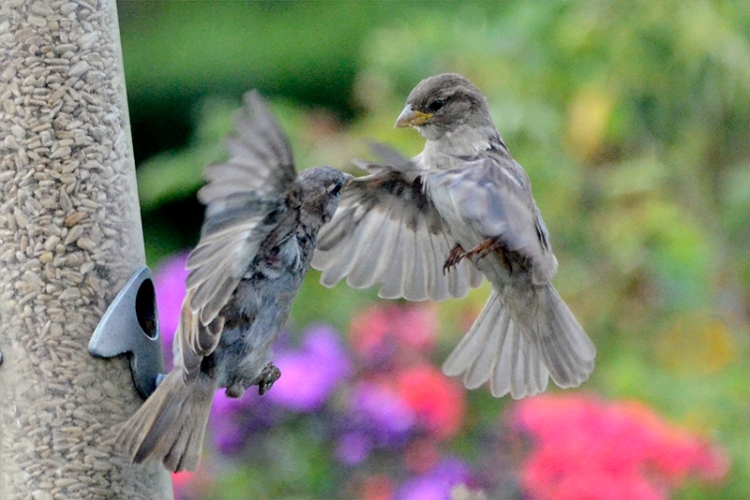 sparring sparrows