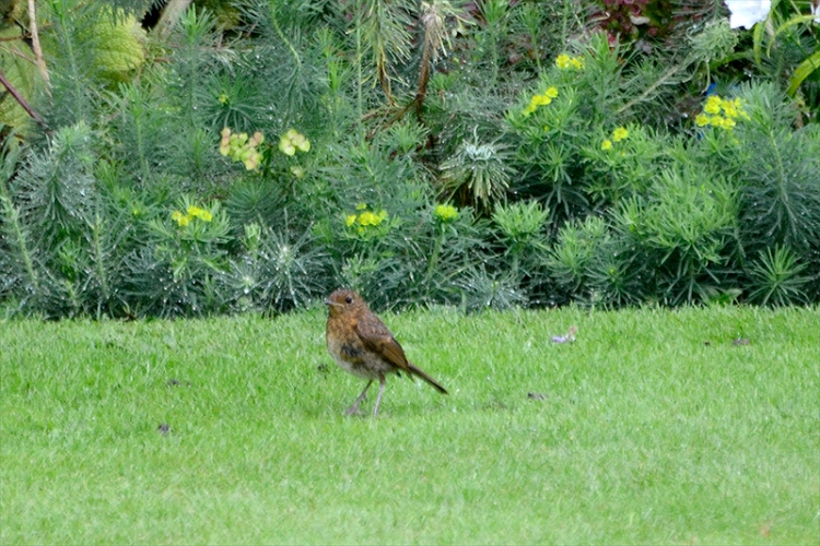 sparrow at end of lawn