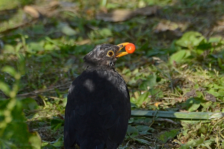 blackbird with scavenged berry