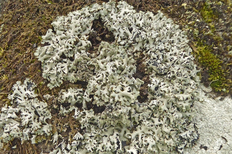 callisterwall lichen (2)