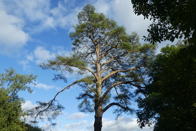 pine tree castleholm