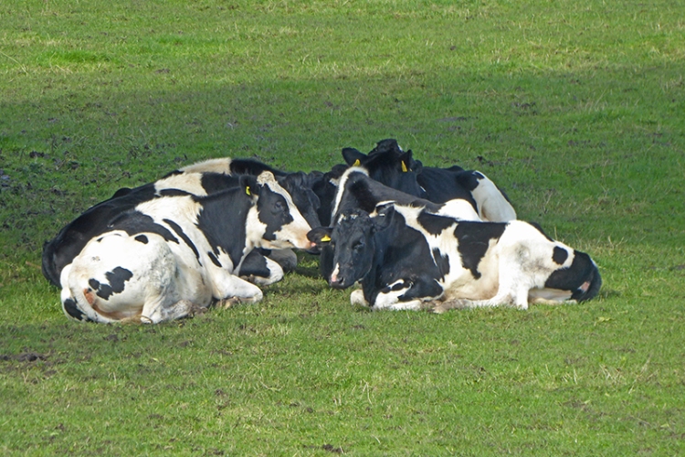 sitting cows
