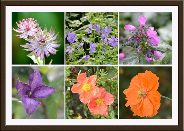 six garden flowers