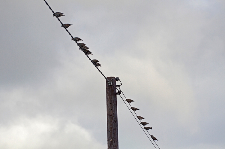 starlings on wire