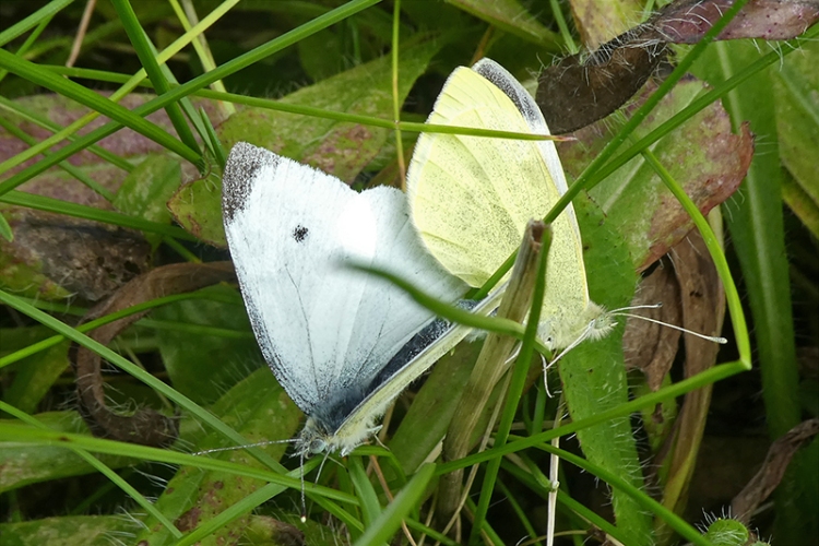 white butterflies mating