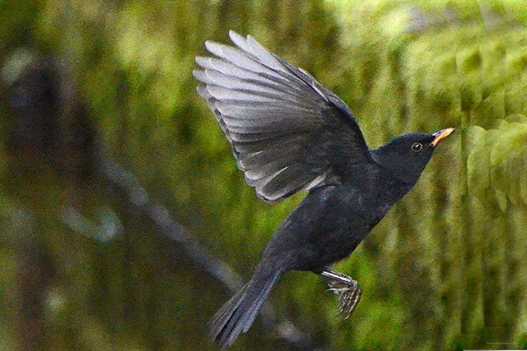flying blackbird