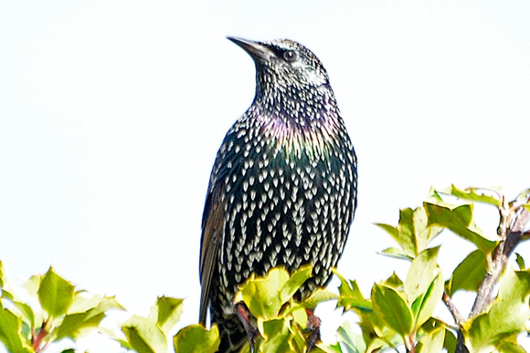 hearty starling
