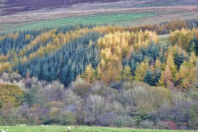 larches late october high mill