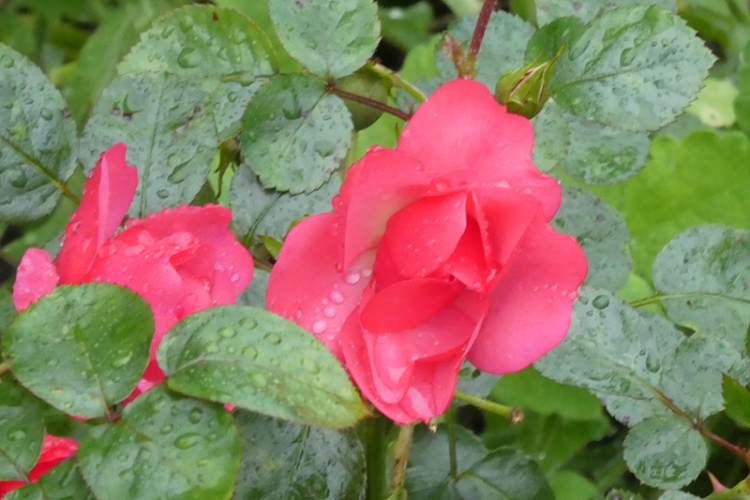 rosy cheeks rose