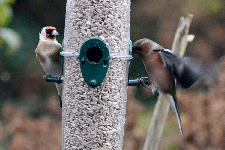 nearly flying chaffinch