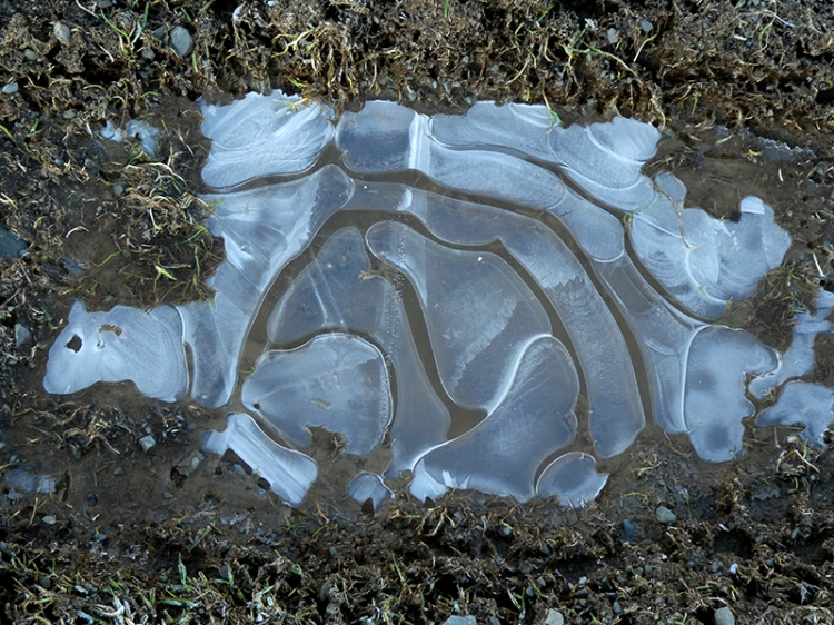 warbla icy puddle